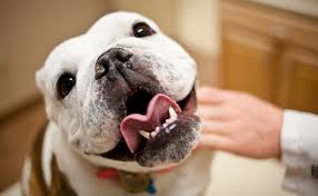We encourage you to find out if your pet is a candidate today. Pet Dental Care Omaha Pet Dentistry Omaha