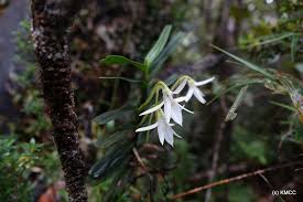 Image result for Jumellea usambarensis