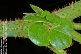 Image result for Guilandina bonduc