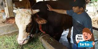 Hari idul adha dan tiga hari sesudahnya. Waktu Penyembelihan Hewan Kurban Cara Pembagian Daging Qurban Tirto Id