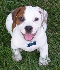 beagle x english bulldog awesome beagle mix puppies puppies dog breeds