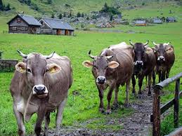 Bereits bei eintreffen konnten die einsatzkräfte einen stechenden ammoniakgeruch wahrnehmen. Vitaltron Mehr Qualititat Fur Mensch Und Tier