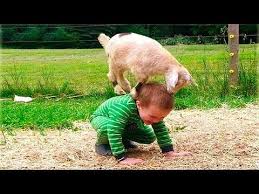 Funny Animals Trolling Babies And Kid 5 Funny Babies And Pets Compilation Youtube Animals For Kids Animals Beautiful Cute Baby Animals
