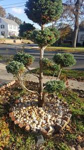 When you consider that an ilex crenata cloud tree would cost anywhere between circa £1,000 and £5,000 (depending on size of course), these ilex crenata pom pom prices are really excellent value. Is My Pom Pom Dying