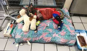 Find 183 affordable pet care options in richmond, va. Tommie S Beer Debuts To Help Richmond Shelter Care For Animals In Need