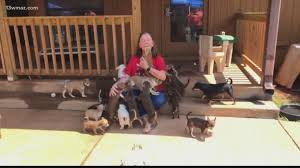 If you are looking to adopt a dog, cat, puppy or kitten in the atlanta area. Almost 200 Chihuahuas Up For Adoption At Noah S Ark Sanctuary 13wmaz Com