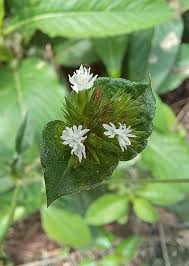 Image result for Elephantopus mollis