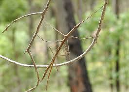 We did not find results for: Stick And Leaf Insects Order Phasmatodea