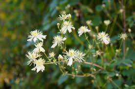 Clematis Vitalba Heimischer Kletterkunstler Kletterpflanzen Clematis Pflanzen