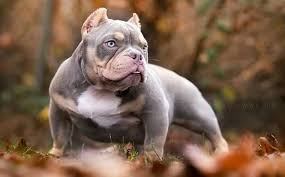 We are top class breeders dedicated to producing the best pitbull puppies on earth. Xxl Pitbull Puppies For Sale In Ohio Bmo Show
