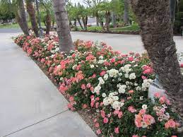 Pin By Star Roses And Plants On Drift Groundcover Roses Roses In Landscaping Easy Garden Garden Vines
