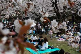 .15 cherry blossom viewing spots in tokyo recommended by zekkei japan.i have gathered spots from the classics to the hidden ones, so enjoy cherry to conclude, these are 15 cherry blossom spots in tokyo. Japanese Cherry Blossoms Attract Crowds Despite Covid 19 Fears The Picture Show Npr