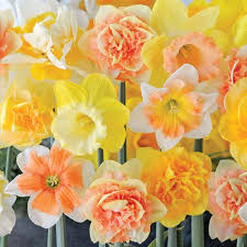 Thompson Morgan Has A Wide Range Of Daffodil Bulbs To Buy Online In The Uk With All Types Of Daffodil Bulb Availa Daffodil Bulbs Bulb Flowers Planting Bulbs