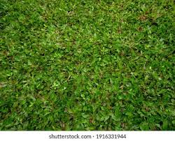 Image result for Axonopus