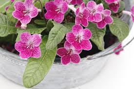 Image result for Streptocarpus sp.nov. aff. S. grandis