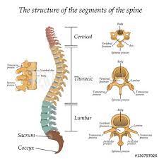 Diagram Of A Human Spine With The Name And Description Of All Sections And Segments Of The Vertebrae Vector Illustr In 2021 Human Spine Spinal Cord Thoracic Vertebrae