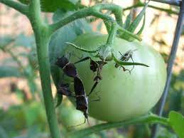 Tomatoes pest control through chemical method is with the use of pesticides and insecticides. Pests To Watch For In Your Tomato Garden The Unconventional Tomato