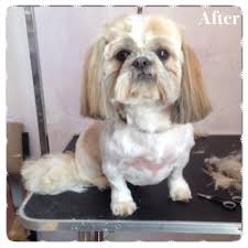Последние твиты от pampered pets grooming spa (@pamperedpetsde). Pin By Mr Pinks Pampered Pets On Mr Pinks Grooming Salon Grooming Salon Pets Grooming
