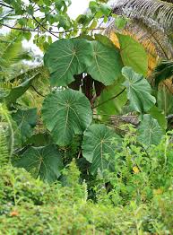 Image result for Macaranga mellifera