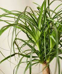 Jul 17, 2021 · watering: Buy Potted Ponytail Palm Indoor Plant Bloomscape