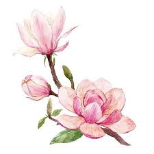 Watercolor Magnolia Floral Composition In 2020 Flower Art Painting Botanical Drawings Watercolor Illustration