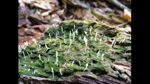 Image result for Multiclavula mucida