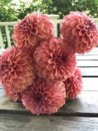 Pin On Pink Dahlias