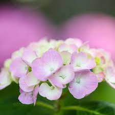 宗吾霊堂 あじさい 紫陽花 成田 マクロ撮影 100mm macro instagram flowers plants