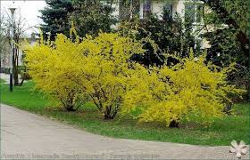 Forsythia Varieties The Hedges That Stand Out In Spring Forsythia Shrubs Yellow Blossom