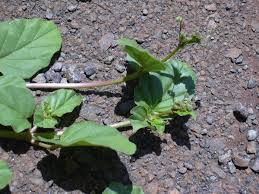 Image result for Boerhavia coccinea