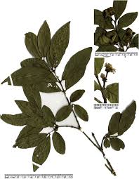 Image result for Combretum psidioides