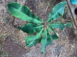 Image result for Synadenium kirkii