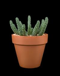 Image result for Euphorbia memoralis