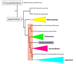 Image result for Inhambanella