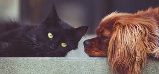 Kedi Ve Kopek Birbirine Nasil Alistirilir Miyavliyo