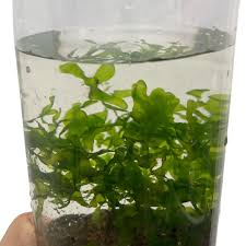 Image result for Lomariopsis