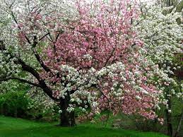 Maybe you would like to learn more about one of these? Pink And White Blooms White Flowering Trees Pink Flowering Trees Flowering Trees
