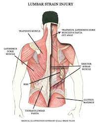 Ils sont fléchisseurs de la hanche mais interviennent également au niveau de la colonne lombaire parce que cette dernière agit également comme une articulation. Pin On Muscles