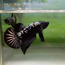 Pada pemeliharanan maupun beternak ikan cupang, masalah utama yang sering kali timbul adalah serangan penyakit. Jual Cupang Black Samurai Kota Tangerang Zainbetta Tokopedia