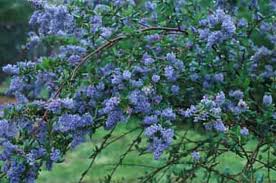 The white house christmas tree usually stands nearly 20 feet tall and the crystal chandelier in the blue room must be removed for the tree to fit the room. California Native Plants Flowering In The Spring Edible Landscaping Made Easy With Avis Licht