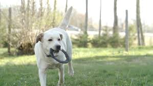 Labrador retrievers are divided into two subtypes; A Running White Labrador Retriever Stock Footage Video 100 Royalty Free 6505445 Shutterstock