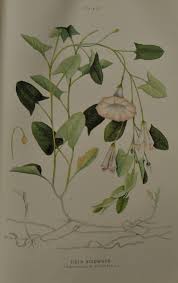 Image result for Convolvulus arvensis