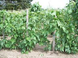 Sow them with the eye of the bean facing downward into the soil. Plantfiles Pictures Lima Bean Dr Martin Phaseolus Lunatus By Scarey