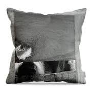 Jasper Looking Through Gate Photograph by Paul Oriente