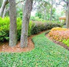 Many Ground Covers Are Suitable For Residential Yards Ground Cover Plants Lawn And Landscape Ground Cover