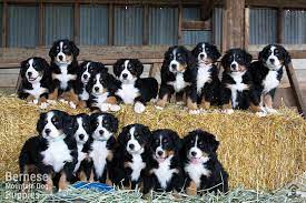Check spelling or type a new query. Puppies For Sale Purebred Berners From The Mountains Sweetwater Farms Bernese Mountain Dogs