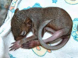 Help For Baby Squirrels Walden S Puddle