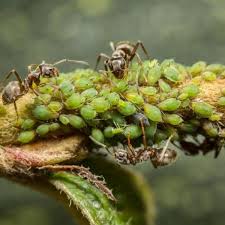 Significato Ed Esempi Del Mutualismo Animale