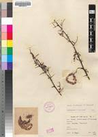 Image result for Acacia borleae