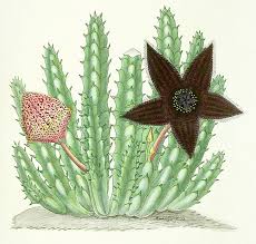 Image result for Tridentea